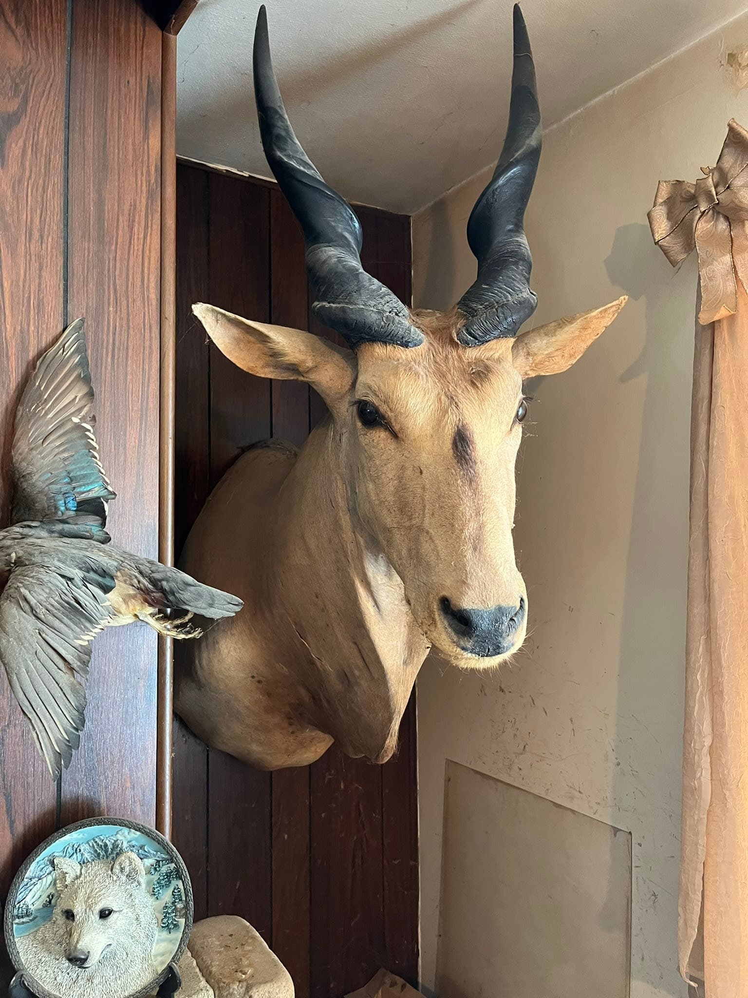 Taxidermy ATV Motorcycle HESS Trucks and More!